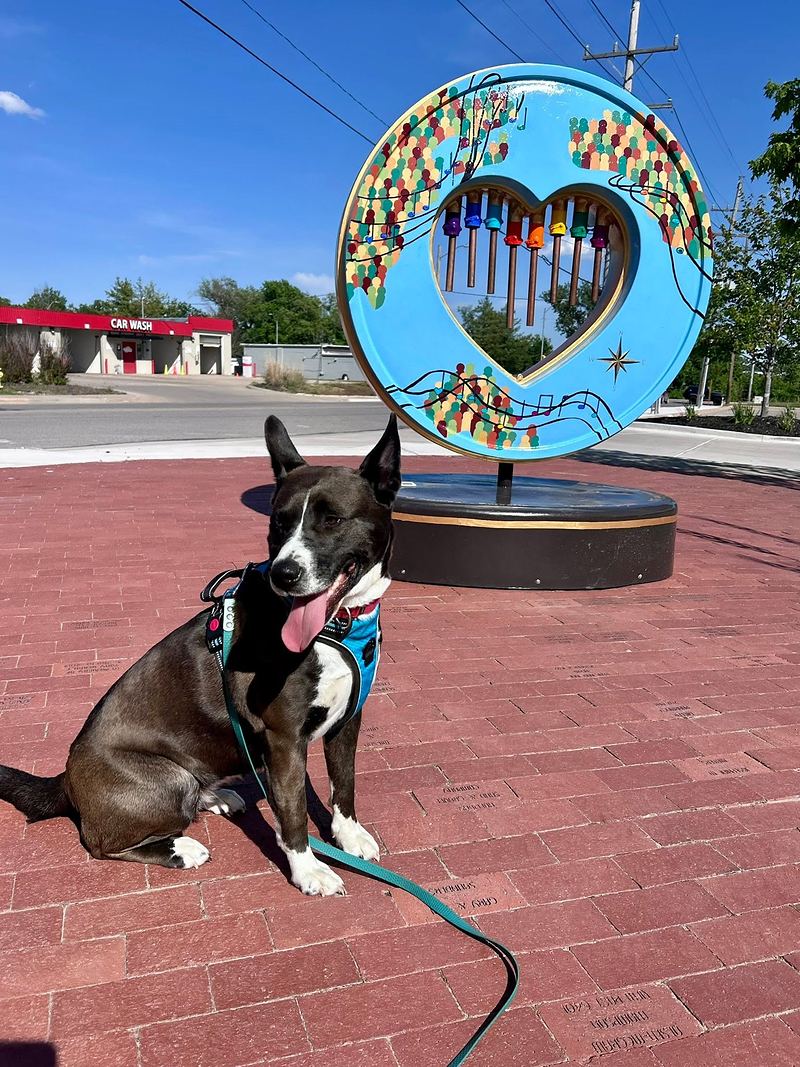 Black and white dog in a teal harness sitting in front of a colorful heart sculpture