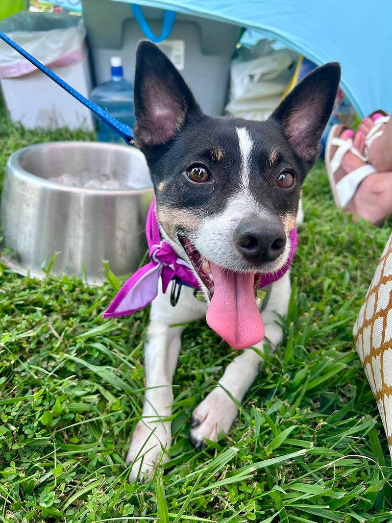 Black and white dog with big ears and a purple bandana lying on the grass with its tongue out