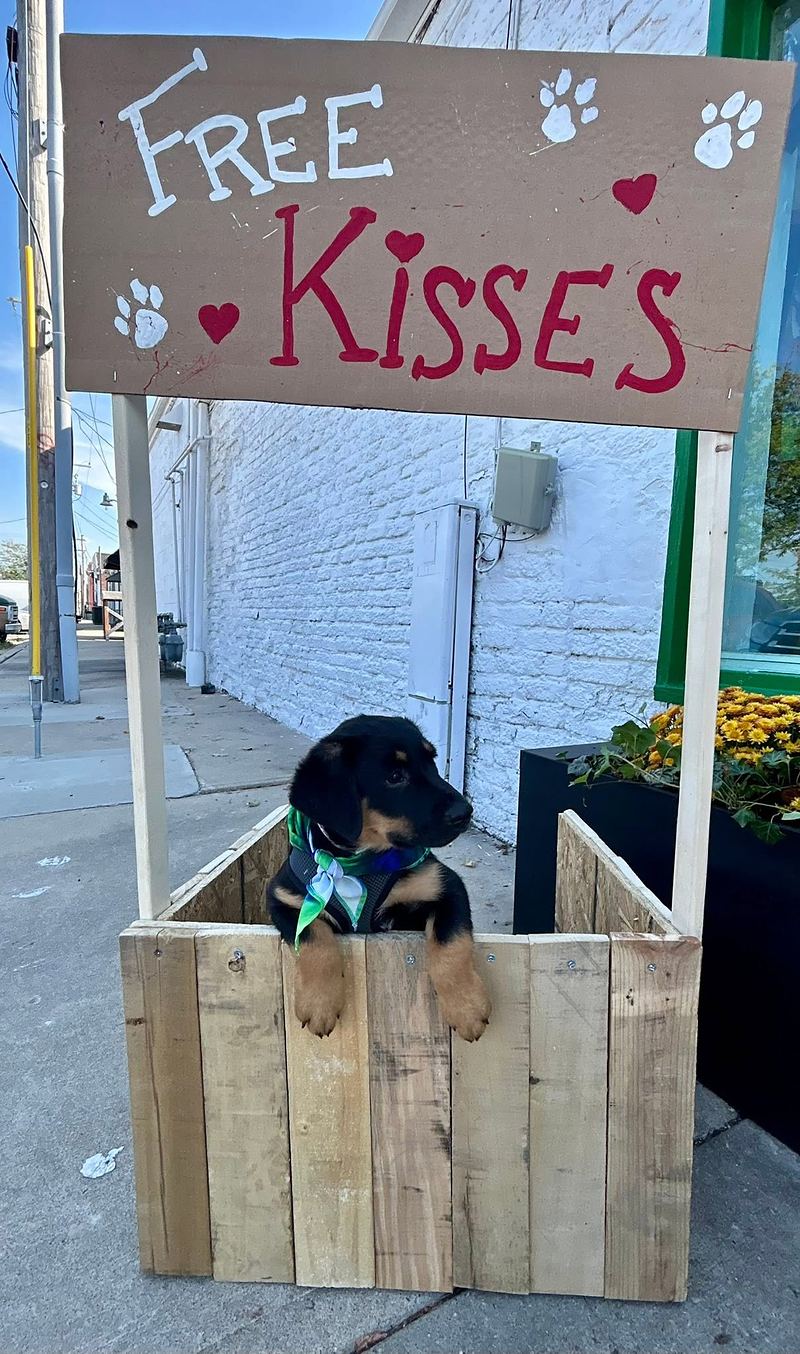 Black and tan puppy peeking over a wooden kissing booth with a hand-painted Free Kisses sign