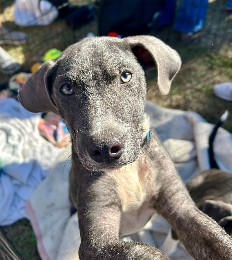 Blue gray puppy with amber eyes reaching a paw toward the camera
