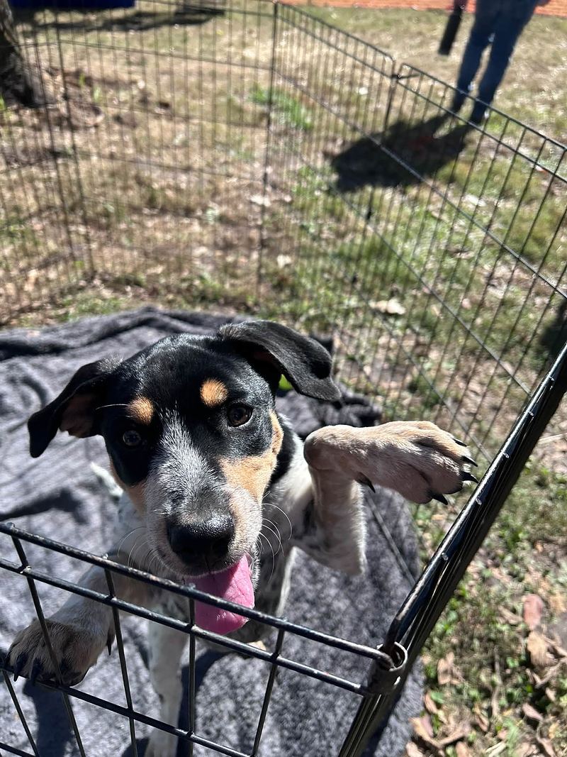 Speckled black, tan and white dog leaning on a play pen at an outdoor event