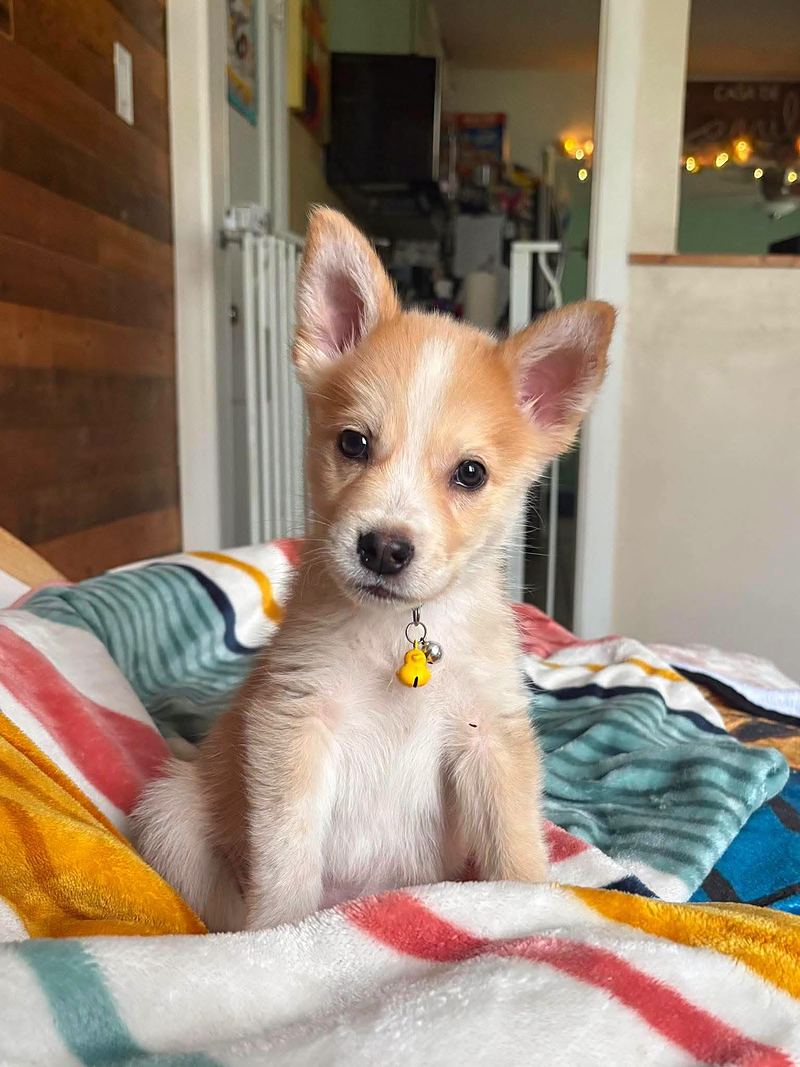 Tan and white puppy with big ears sitting on a bright striped blanket