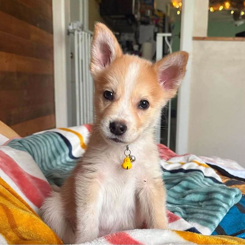 Tan and white puppy with big ears and a bell tag sitting on a striped blanket