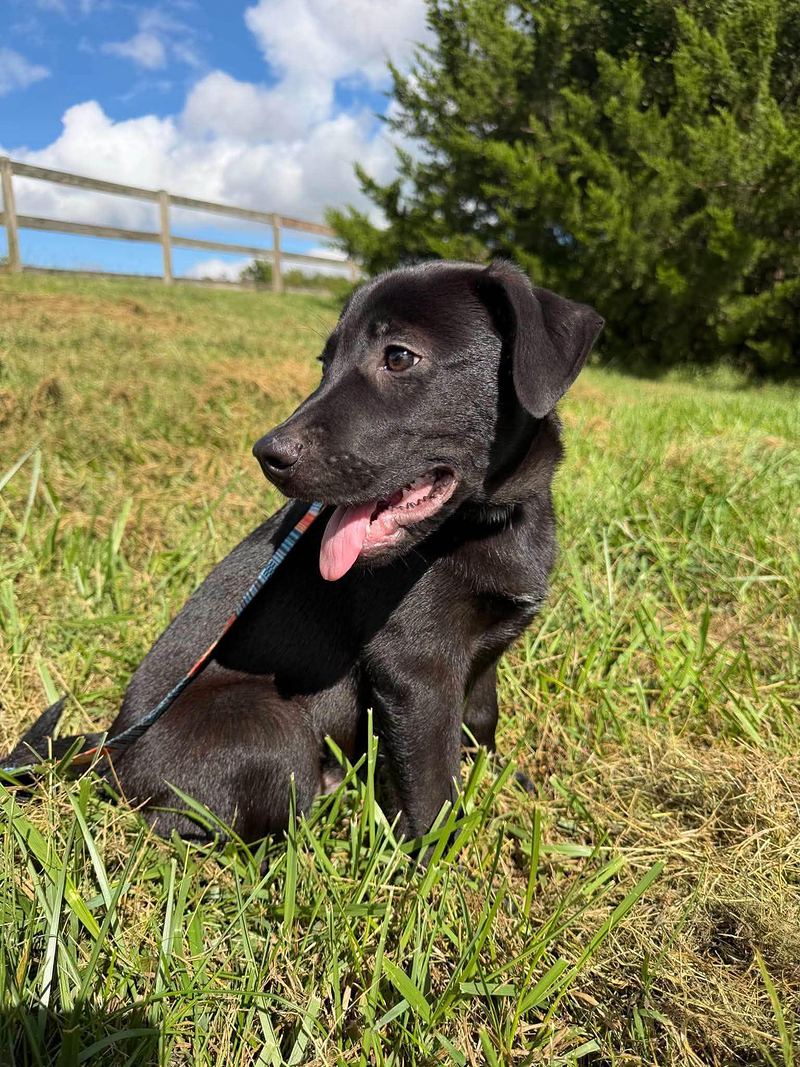 Black puppy lying in a grassy field under a bright blue sky
