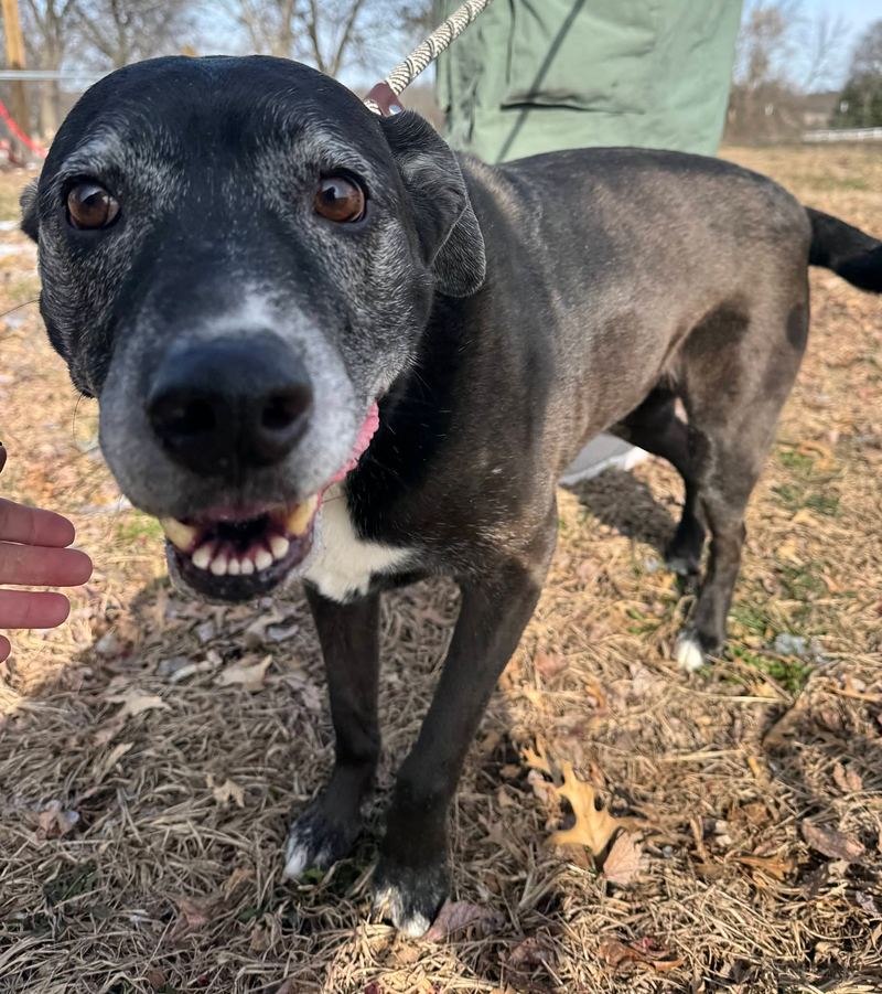 Black senior dog with a gray muzzle grinning outdoors next to a person's hand