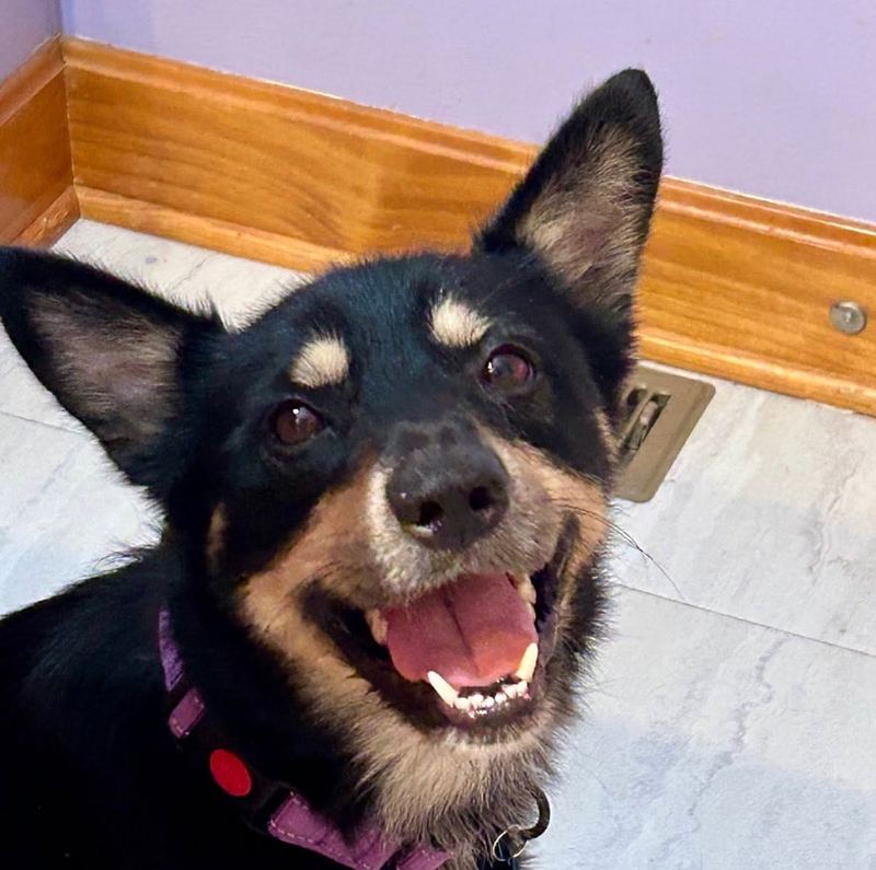 Black and tan dog with tall ears grinning up close at the camera