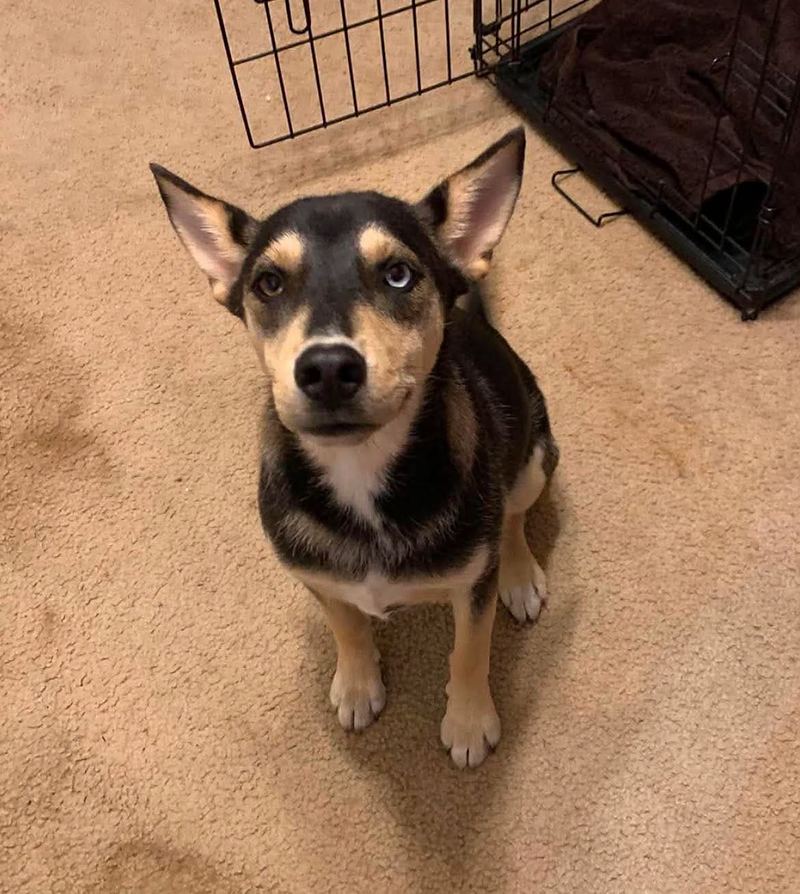 Black and tan puppy with tall ears sitting on carpet and looking up