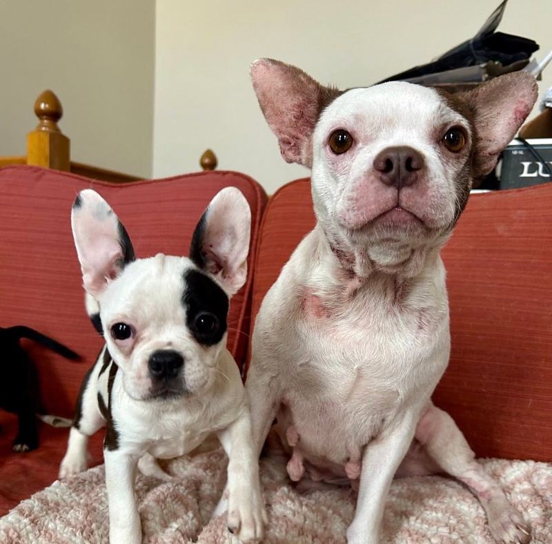 Two black and white flat-faced dogs, a puppy and an adult, sitting on a red couch
