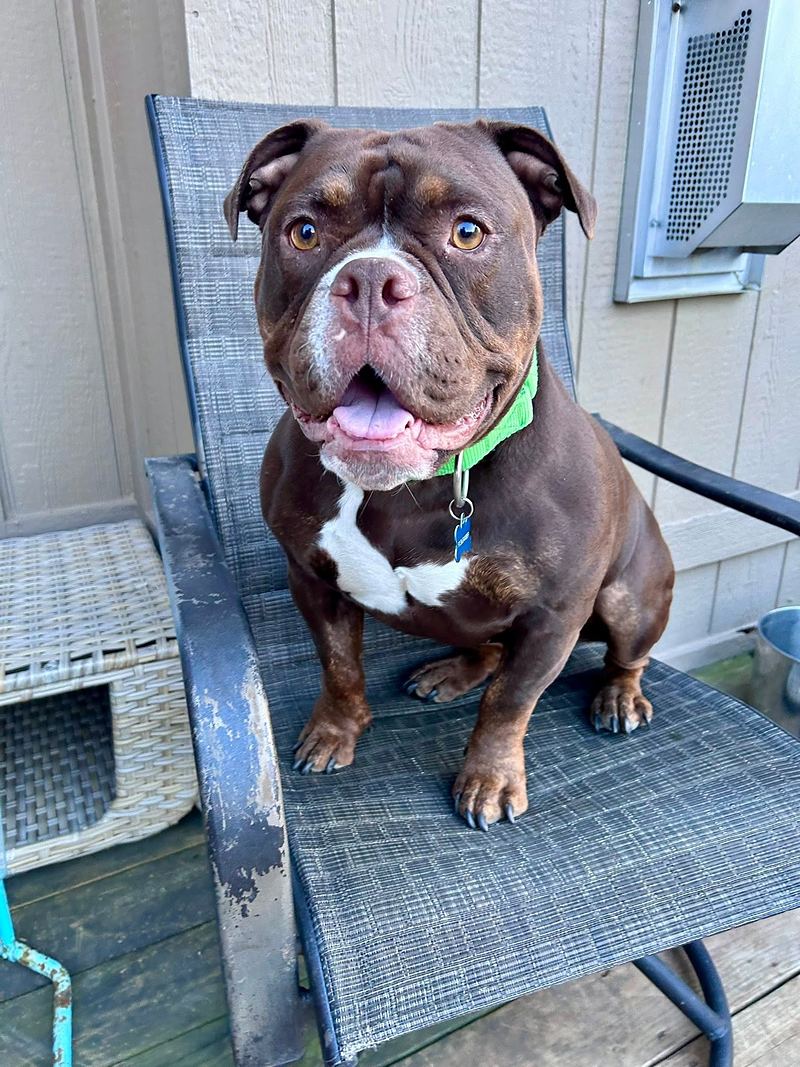 Chocolate brown muscular dog with a white chest sitting on a patio chair with its tongue out