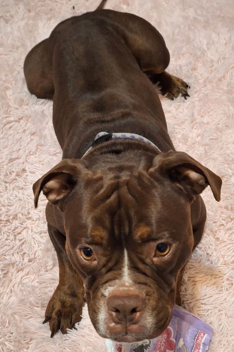 Chocolate brown muscular dog lying on a fluffy pink rug and looking up