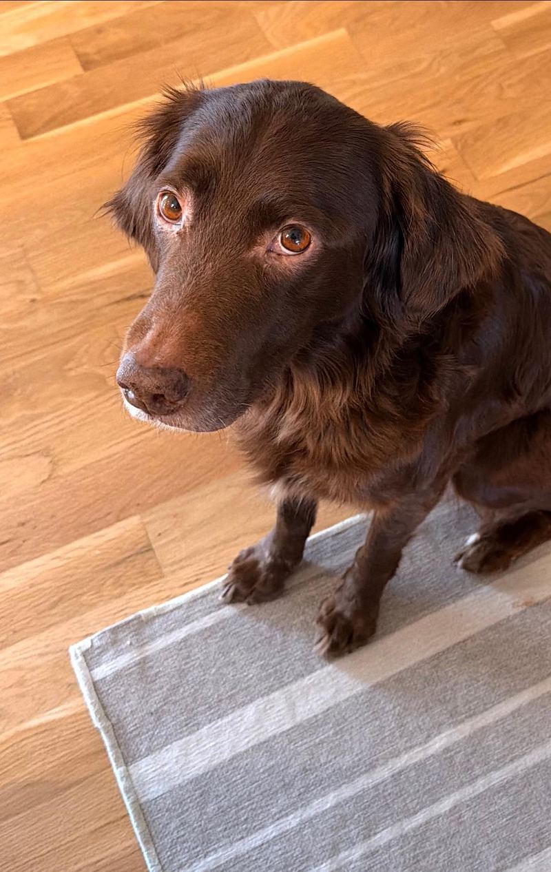Chocolate brown fluffy dog sitting on a rug and looking up with soft eyes