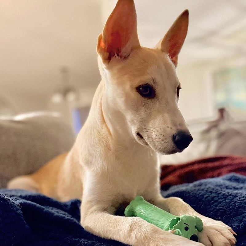 Cream dog with tall ears lying on a blanket with a green chew toy