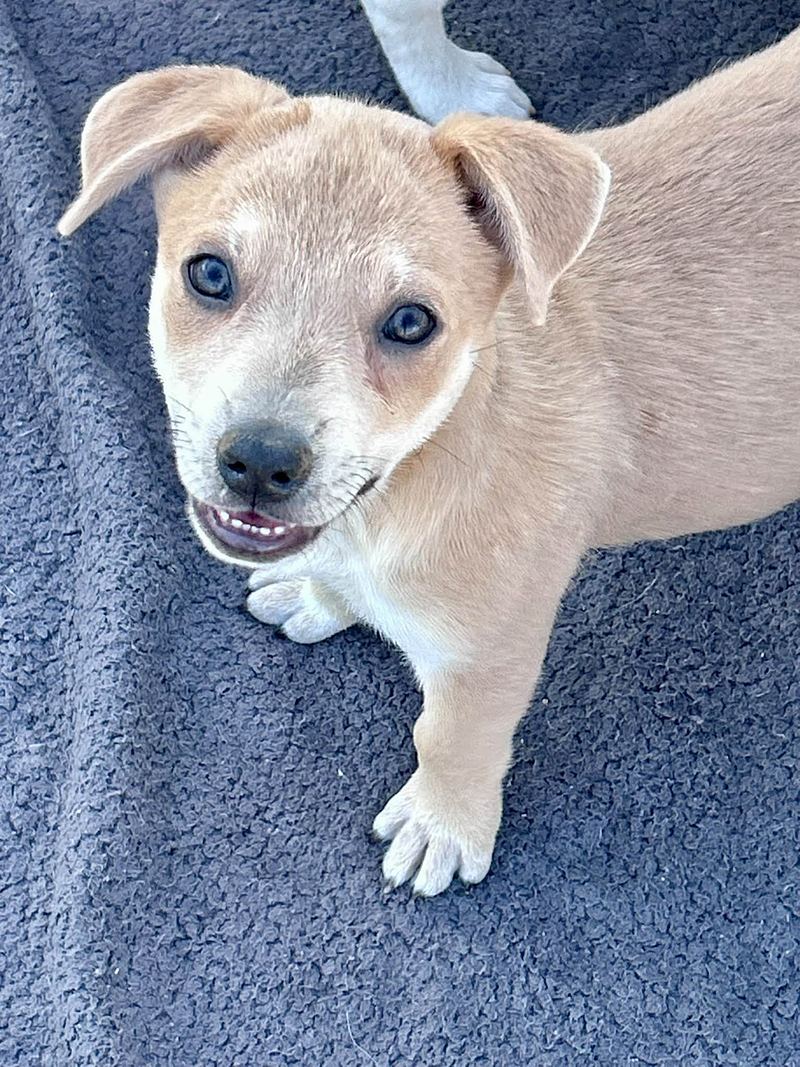 Cream puppy with blue eyes looking up from a gray blanket