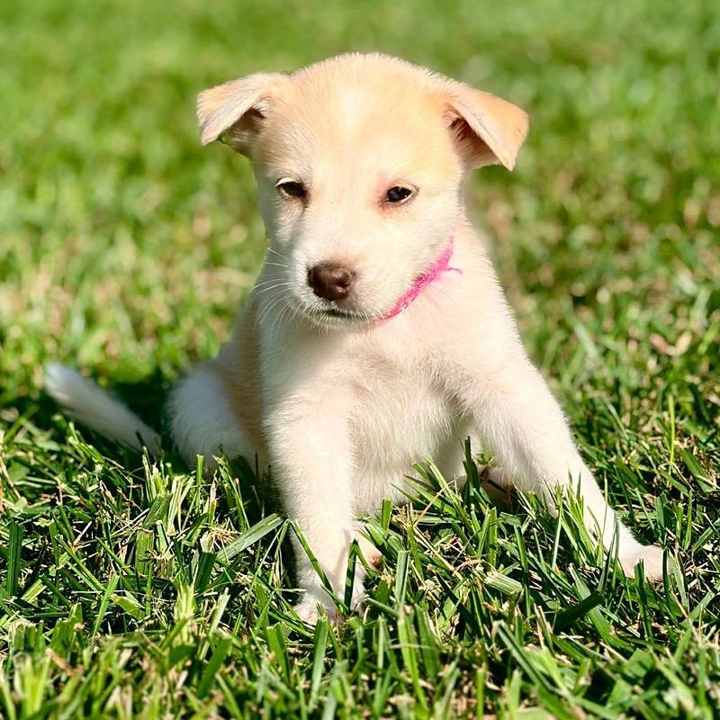 Cream puppy with a pink collar sitting in bright green grass