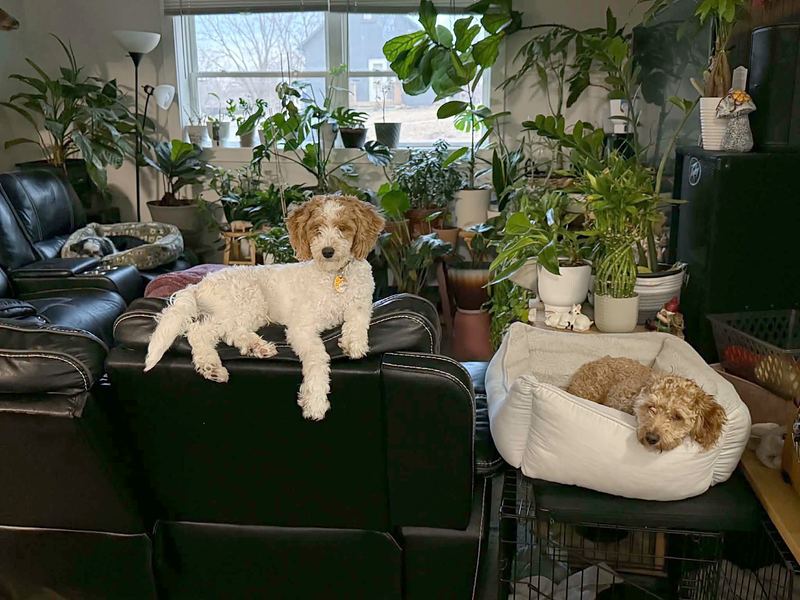 Two curly puppies in a living room full of plants, one on the couch and one in a dog bed