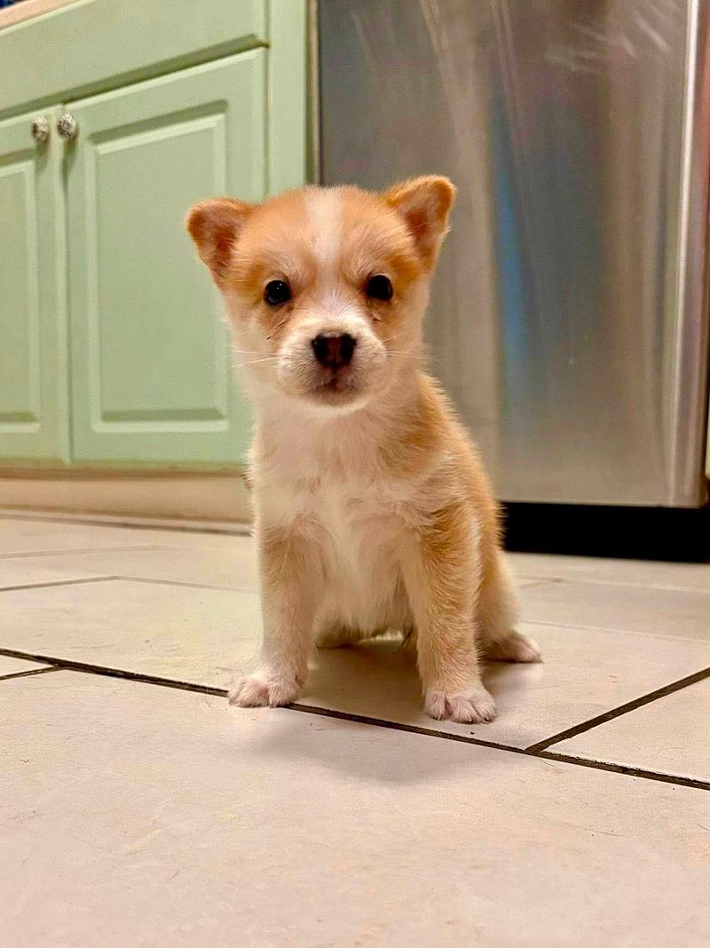 Fluffy red and cream puppy sitting on a kitchen floor