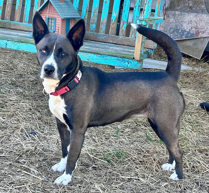 Slate gray dog with a white chest and paws standing alert in a straw covered yard