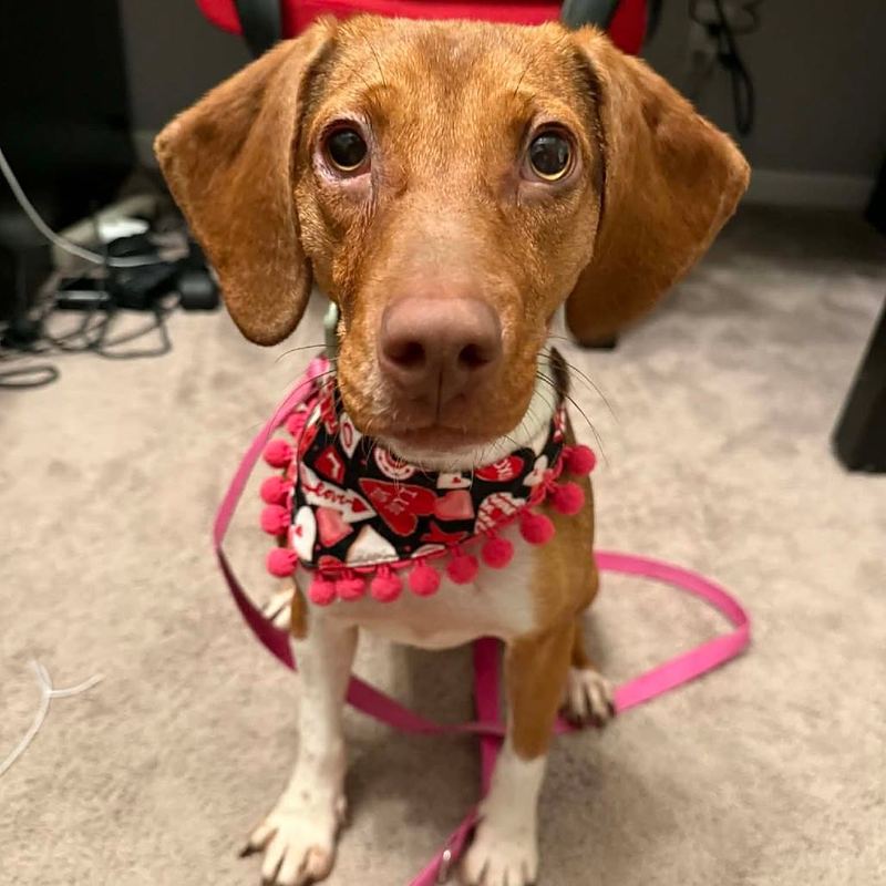 Red hound puppy with long floppy ears wearing a pink pom-pom bandana