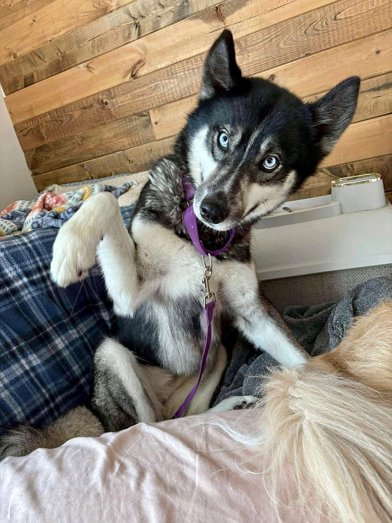Black and white dog with pale blue eyes lounging on a bed with one paw raised