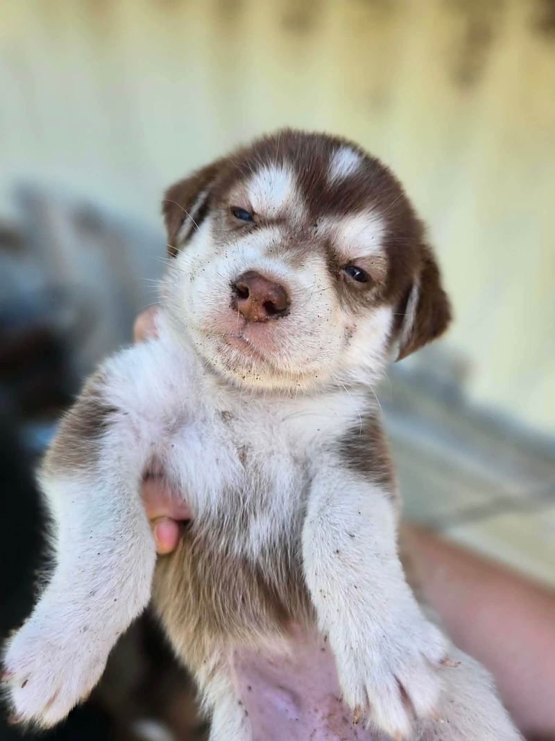 Fluffy brown and white puppy held up in a person's hands