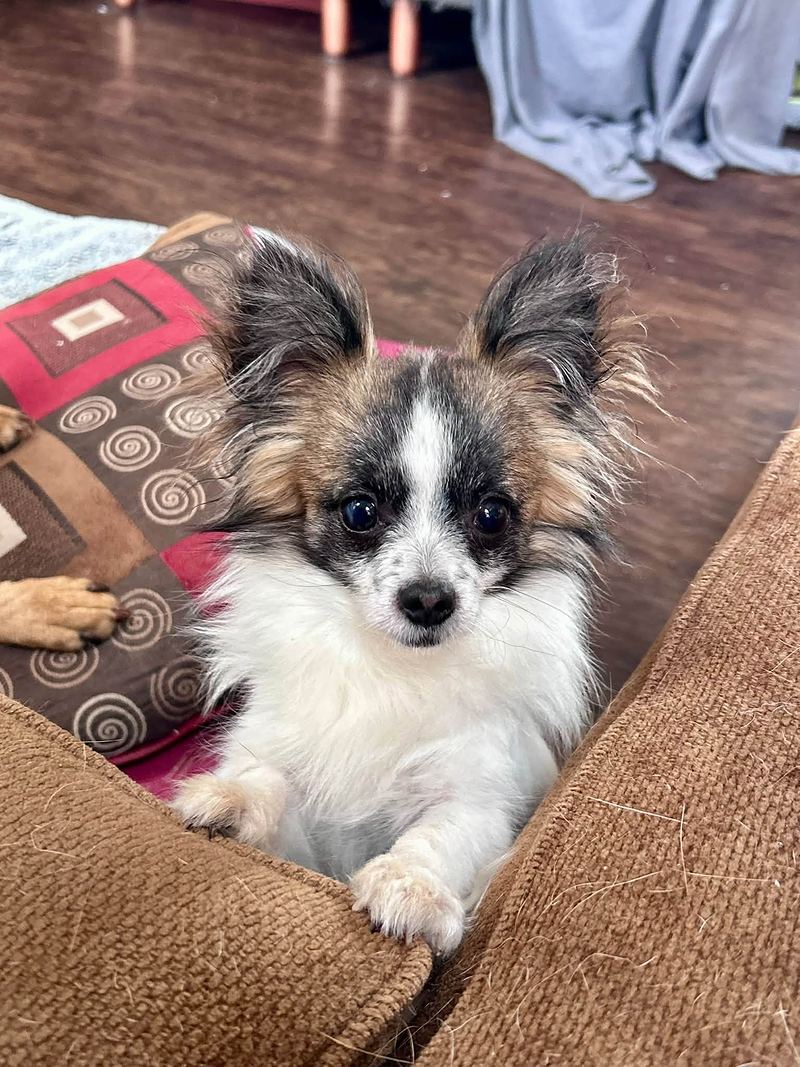 Small long haired tricolor dog with feathered ears resting in the corner of a couch