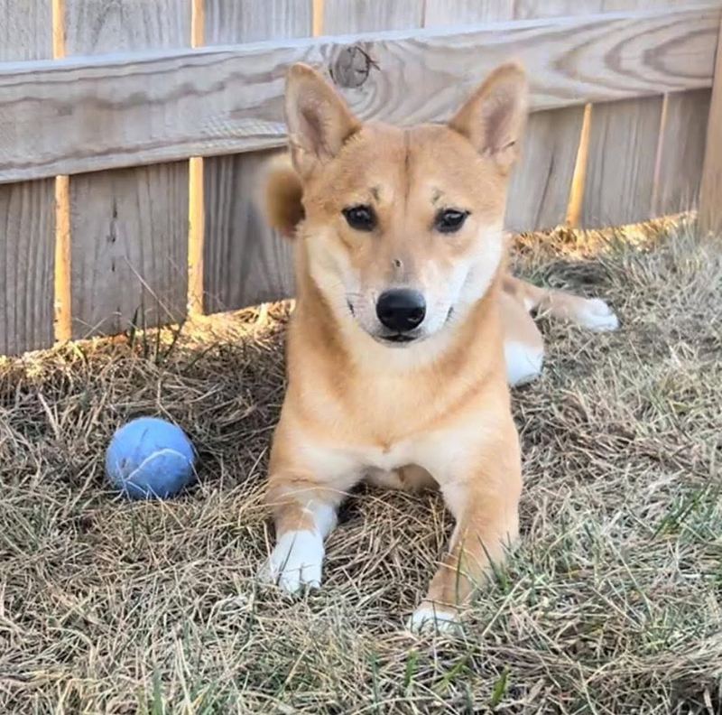 Red and cream fox-faced dog lying in a fenced yard next to a blue ball