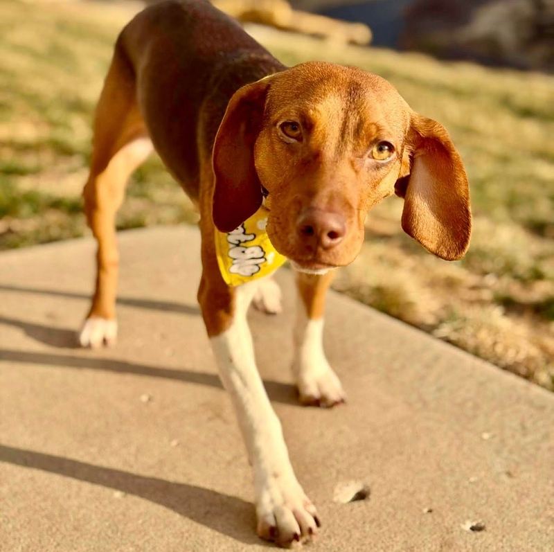 Red hound with long ears walking toward the camera in warm evening light