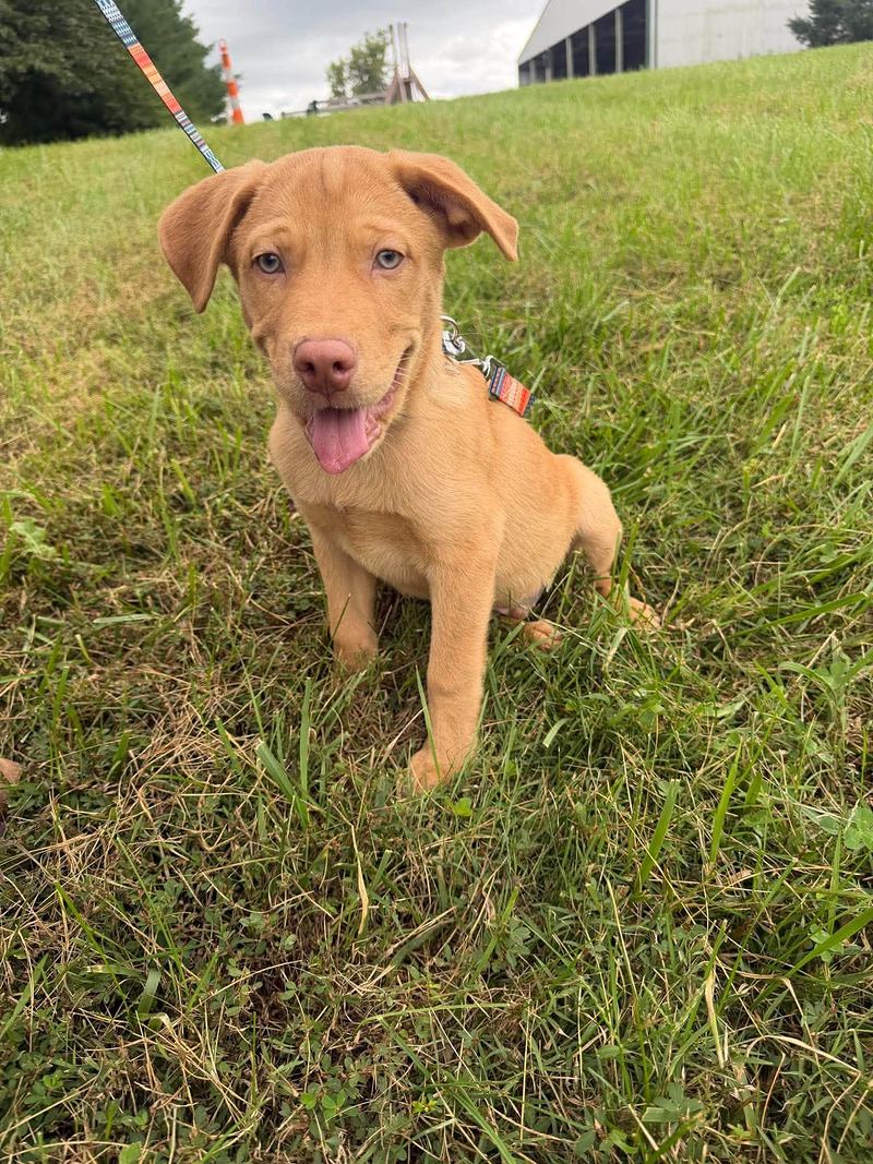 Red puppy sitting on a grassy hill and looking at the camera