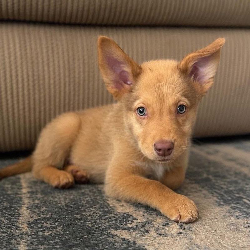 Red puppy with big ears and pale eyes lying on a rug