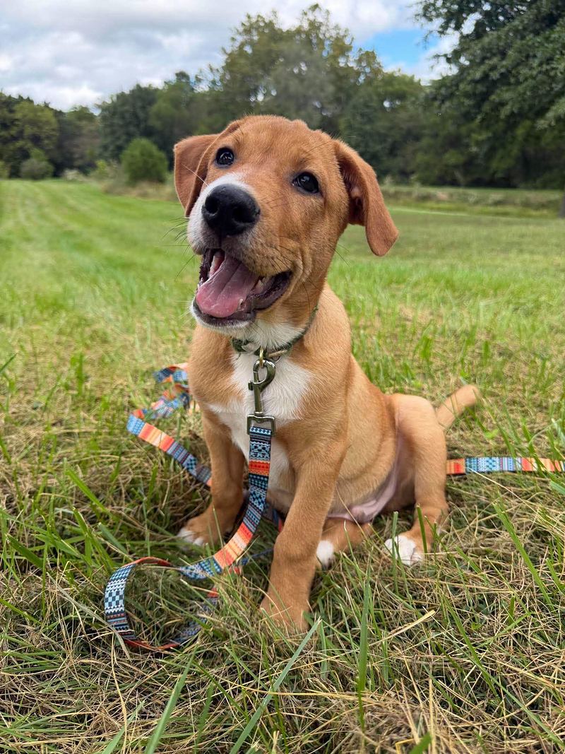Red and white puppy sitting in a field with a big open mouth smile