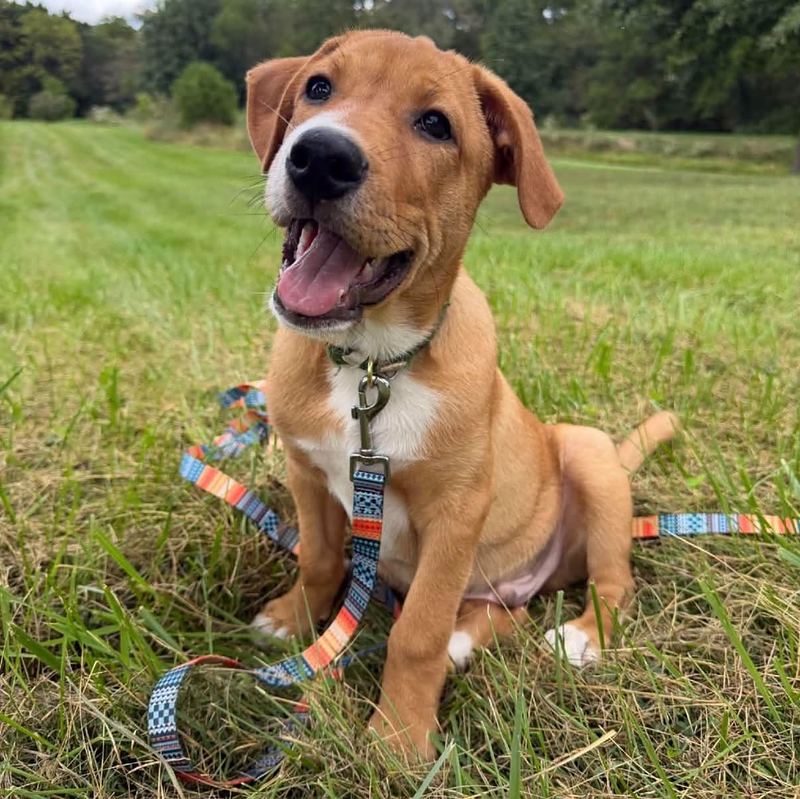 Red and white puppy sitting in a field with a big smile