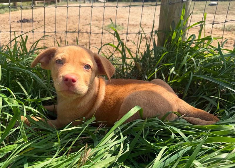 Red puppy lying in tall grass next to a wire fence