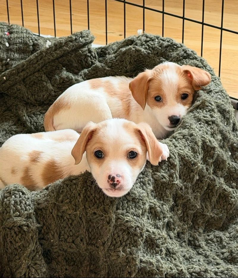 Two red and white puppies snuggled on a green knit blanket