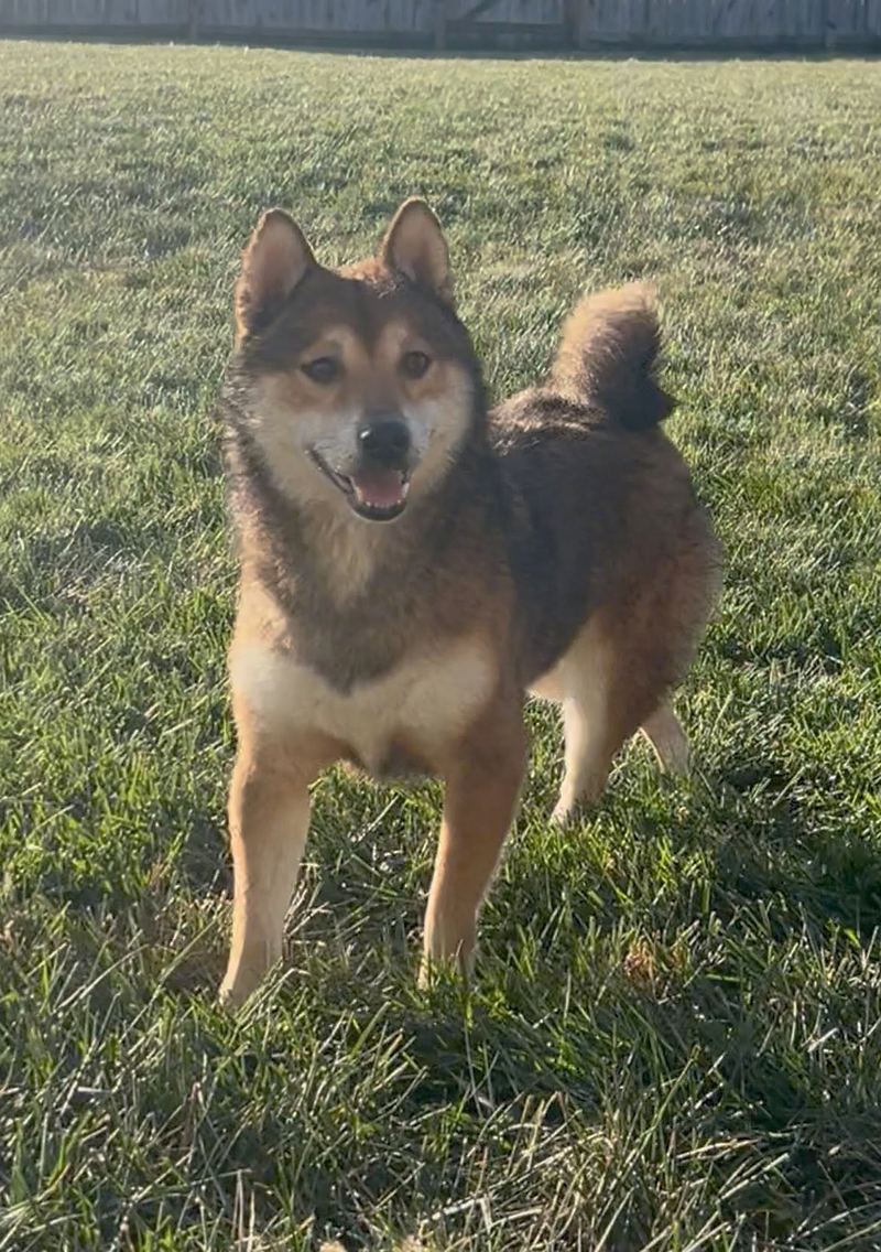 Sable dog with a curled tail standing on a lawn in golden evening light