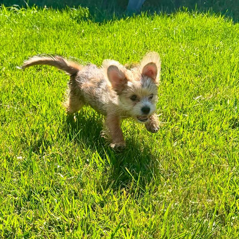 Small scruffy tan puppy trotting across bright green grass