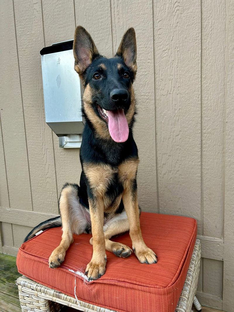 Black and tan shepherd puppy sitting on an orange patio cushion with its tongue out