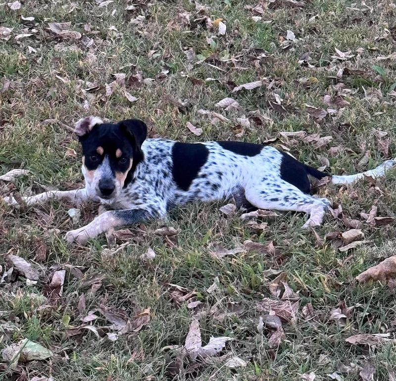 Speckled black and white pup lying in fallen autumn leaves