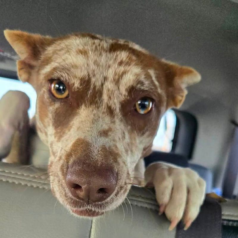 Speckled brown puppy with amber eyes peeking over a car seat