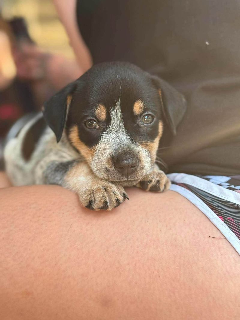 Speckled black and tan puppy resting its chin on a person's arm