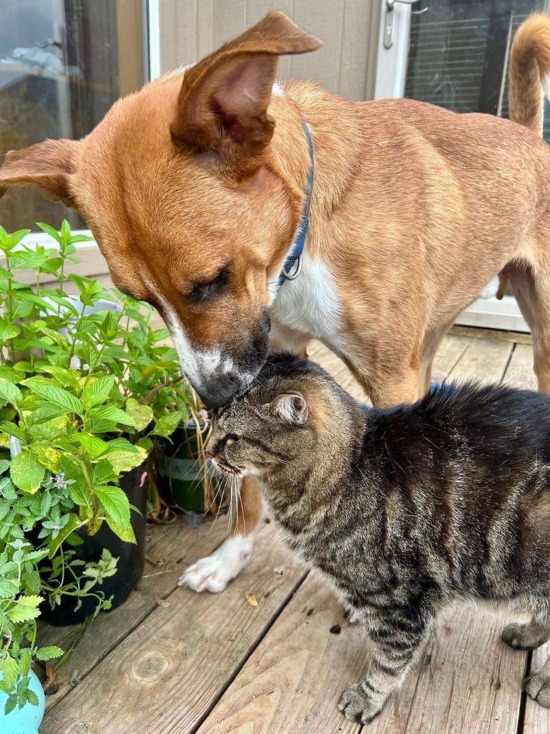 Tan dog gently touching noses with a gray tabby cat on a sunny wooden deck