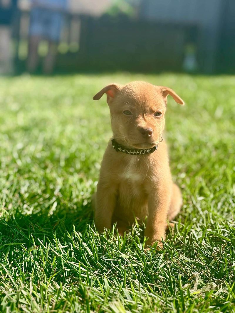 Tan puppy sitting on a sunlit lawn