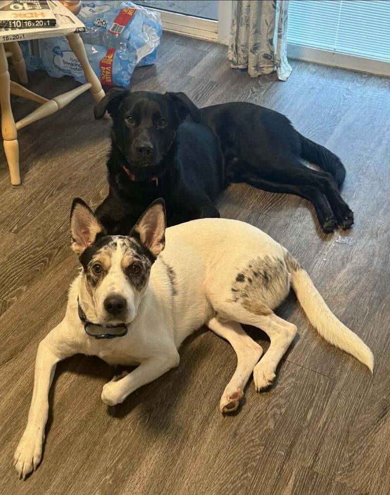 A white speckled dog and a black dog lying side by side on a living room floor