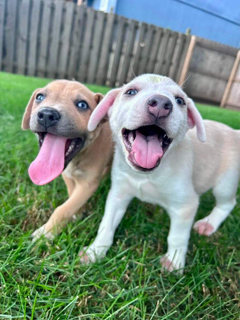 Two happy puppies, one tan and one white, playing together on the grass