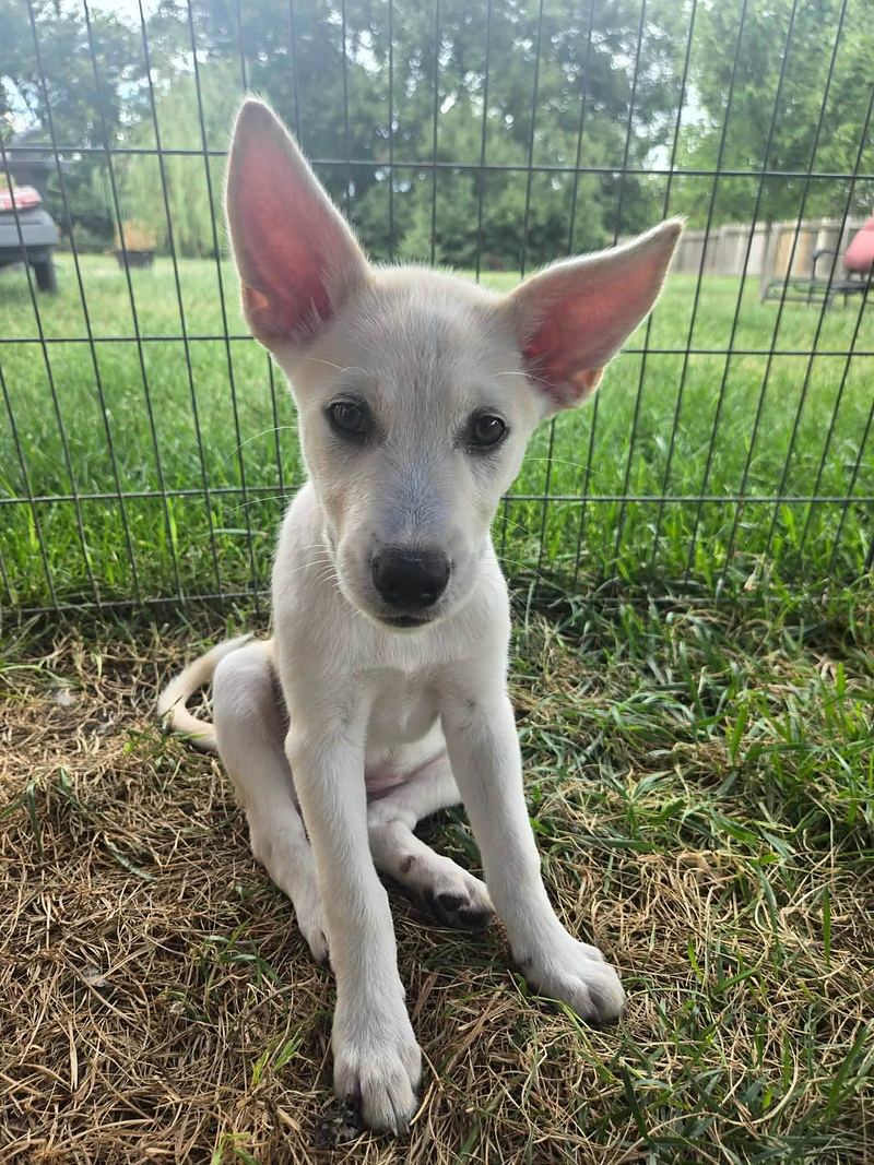 White puppy with very large ears sitting on the grass