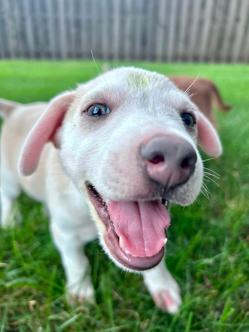 White puppy with blue eyes grinning up close on the grass
