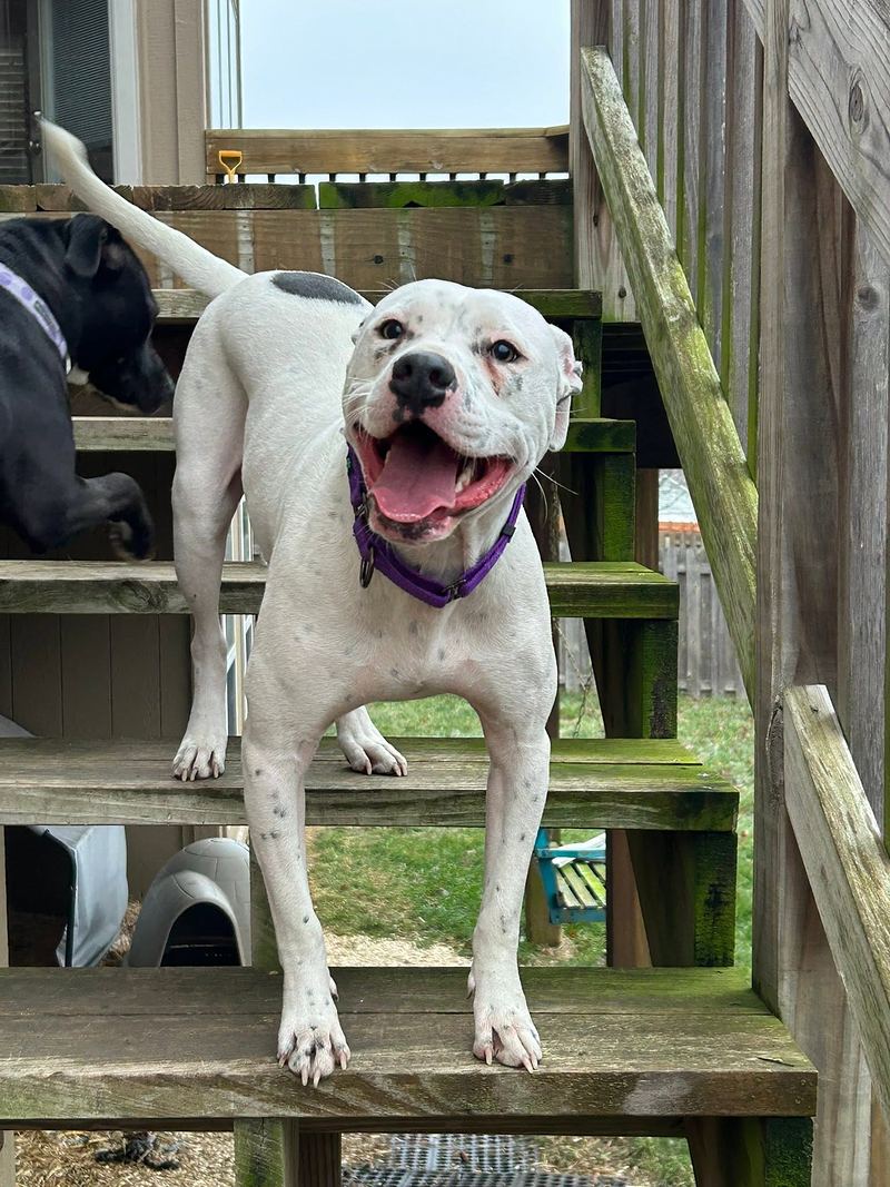 Large white dog with gray spots grinning on wooden porch steps