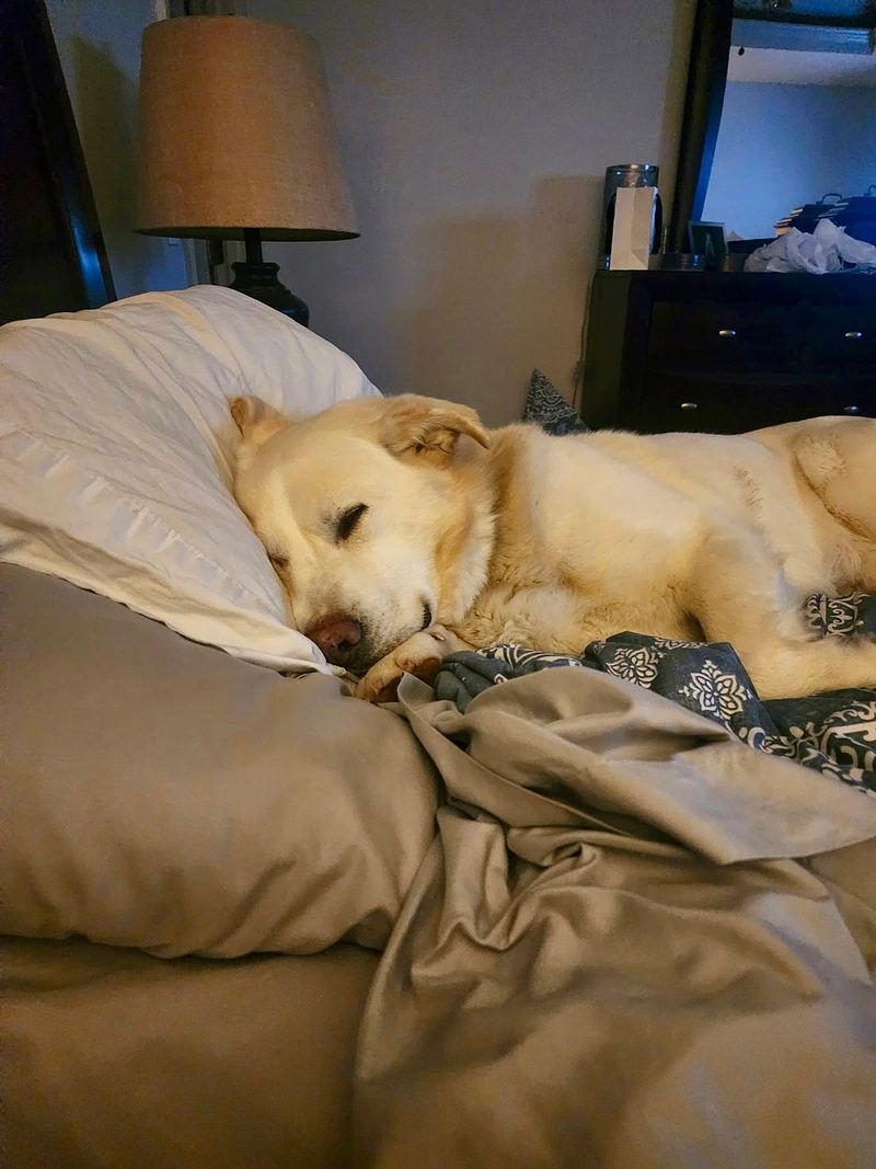 Yellow dog fast asleep with its head on the pillows of a bed
