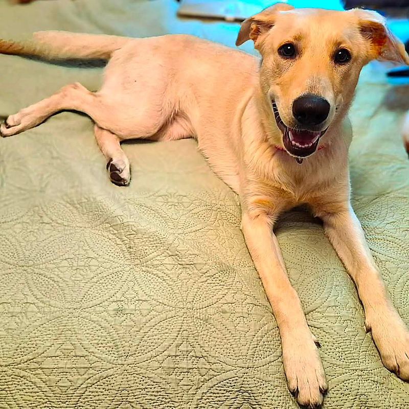 Yellow dog stretched out on a quilted bed and grinning at the camera
