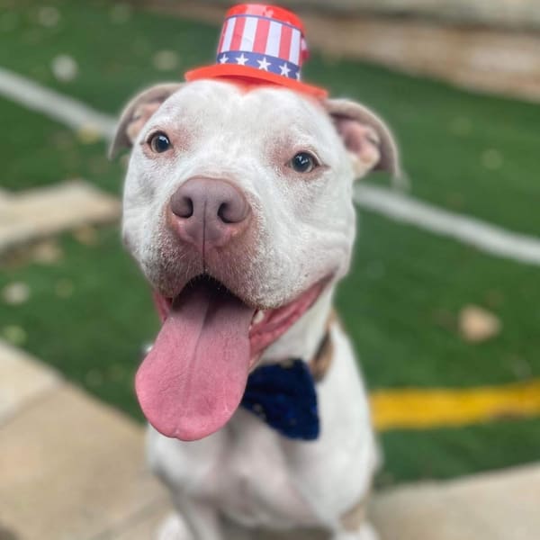 Rocko, a medium white and tan dog