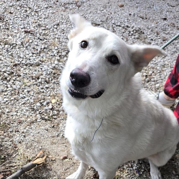 Walter, a large white dog